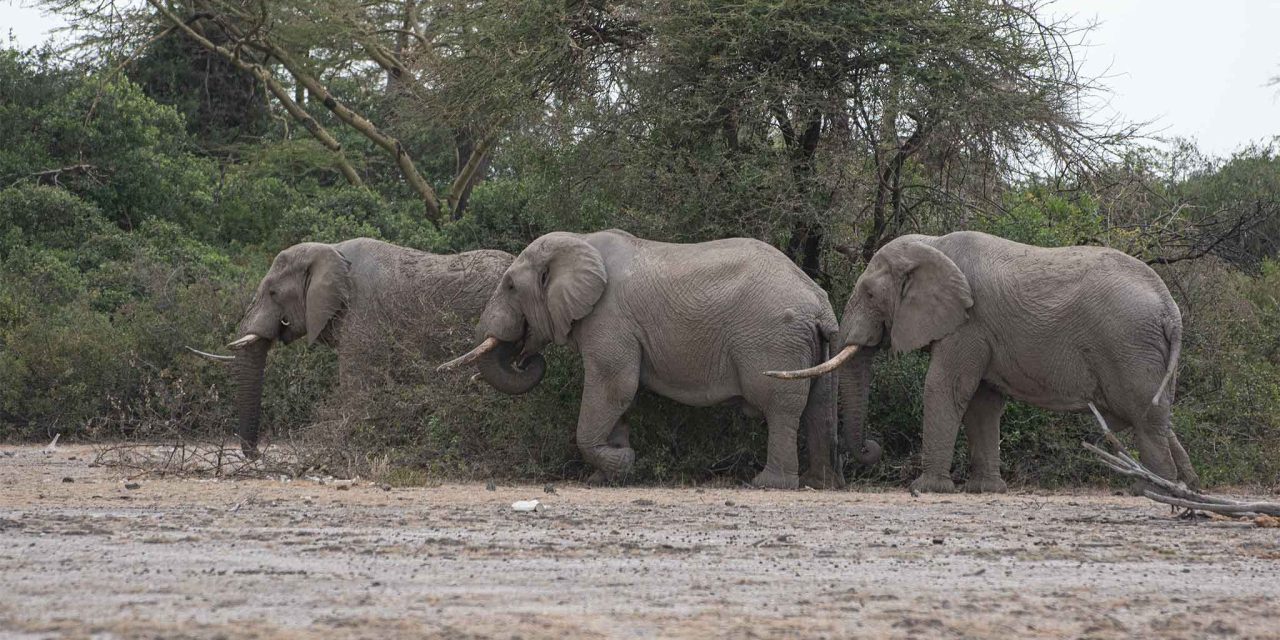 Enduimet WMA Day Trip from Arusha With The Woven Experience