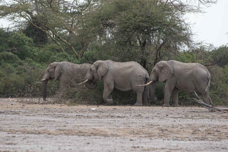 Enduimet WMA Day Trip from Arusha With The Woven Experience