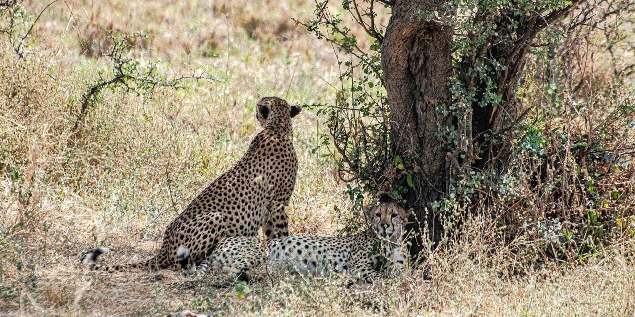 Tarangire National Park Day Trip – The Woven Experience
