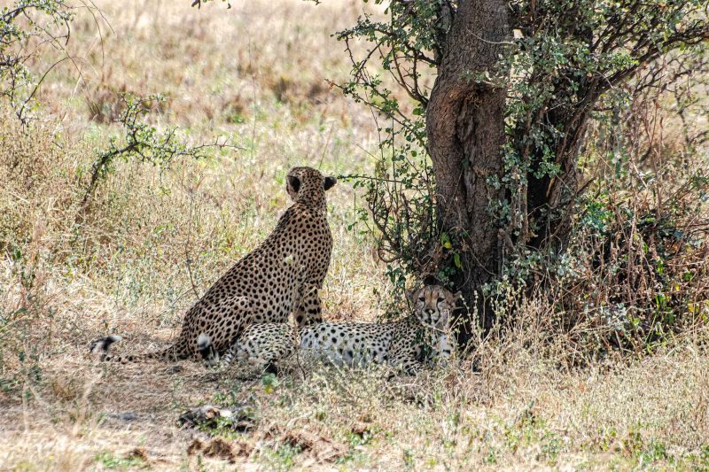 Tarangire National Park Day Trip – The Woven Experience