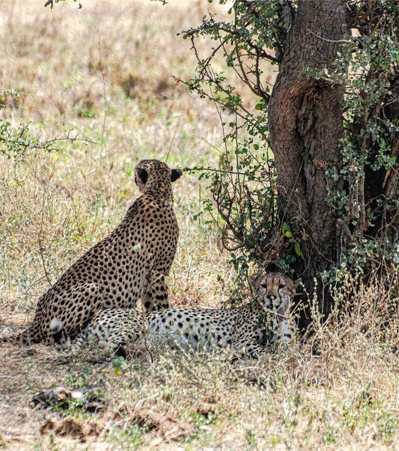 Tarangire National Park Day Trip – The Woven Experience