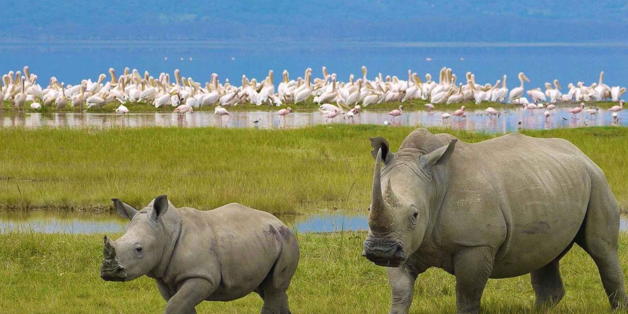 Ngorongoro Crater Day Trip – The Woven Experience