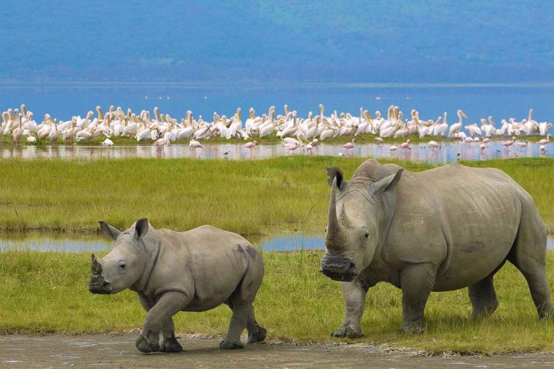 Ngorongoro Crater Day Trip – The Woven Experience