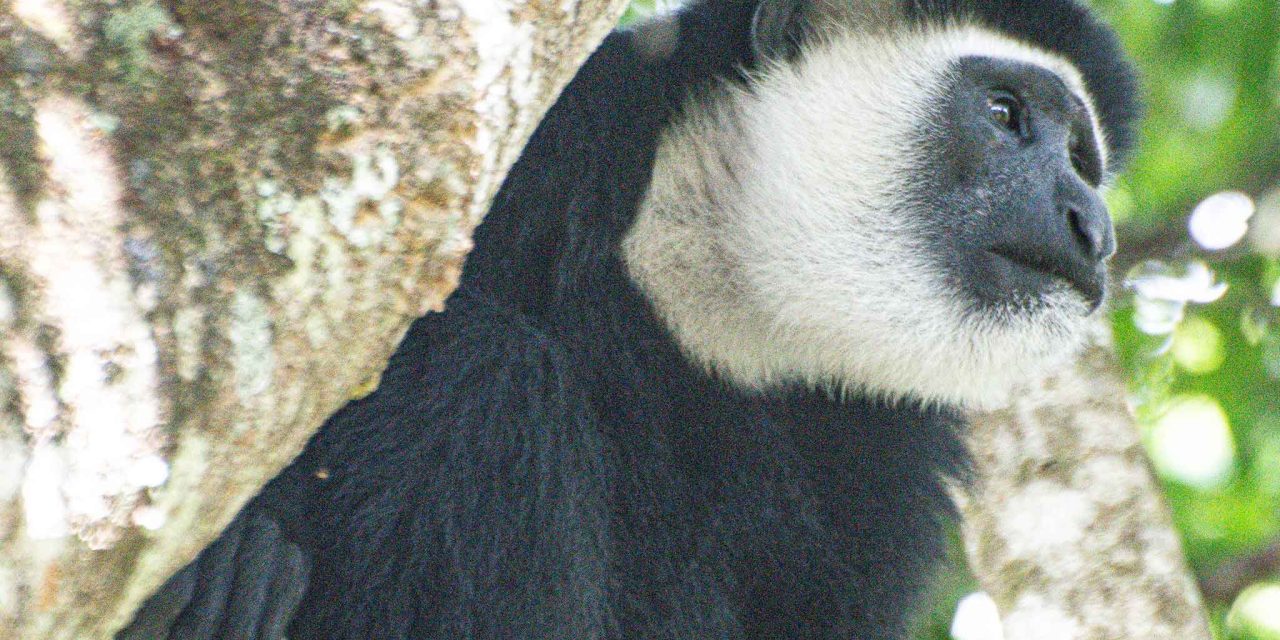 Arusha National Park Day Trip