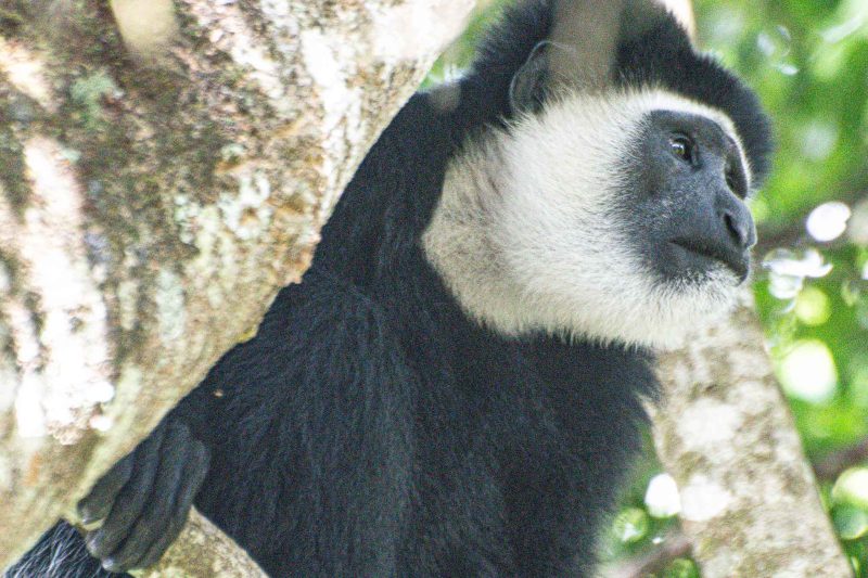 Arusha National Park Day Trip