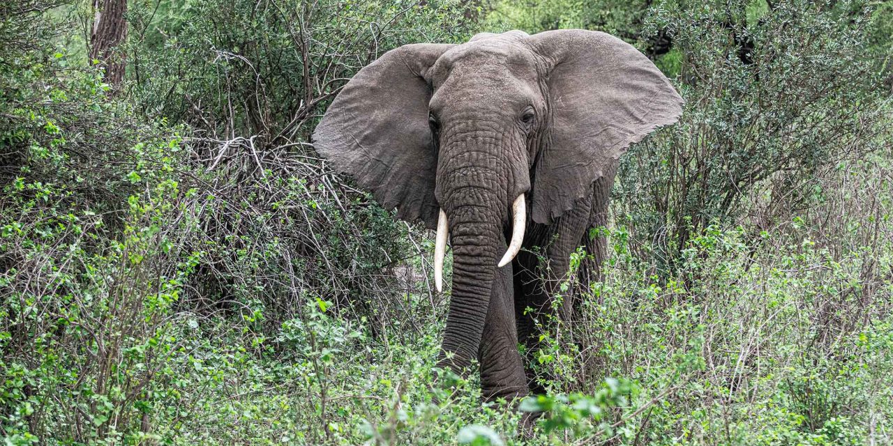 Lake Manyara National Park Day Trip – The Woven Experience