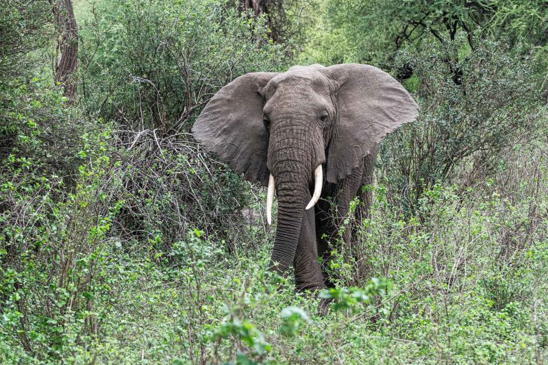 Lake Manyara National Park Day Trip – The Woven Experience