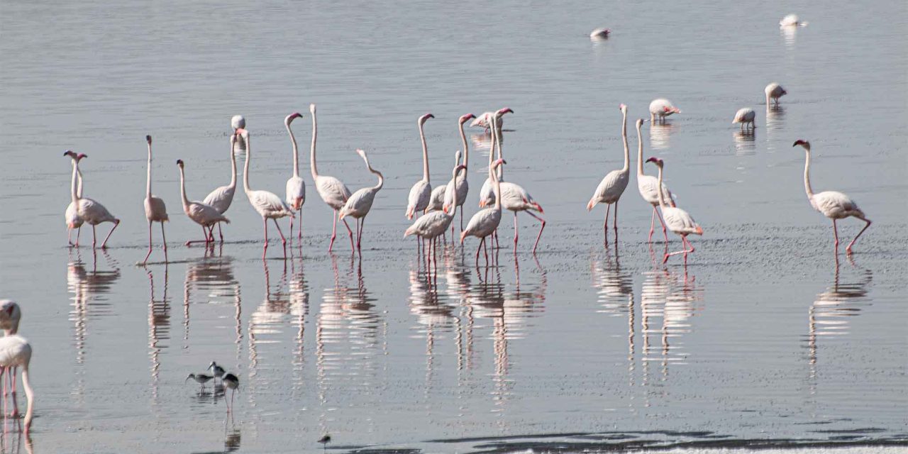 6-Day Highlights: Manyara,Tarangire, Serengeti & Ngorongoro Crater – Scenic Birding Loop with The Woven Experience