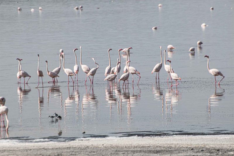 6-Day Highlights: Manyara,Tarangire, Serengeti & Ngorongoro Crater – Scenic Birding Loop with The Woven Experience