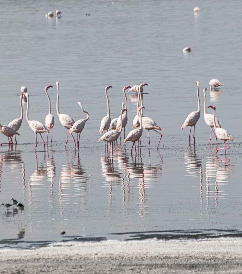 6-Day Highlights: Manyara,Tarangire, Serengeti & Ngorongoro Crater – Scenic Birding Loop with The Woven Experience