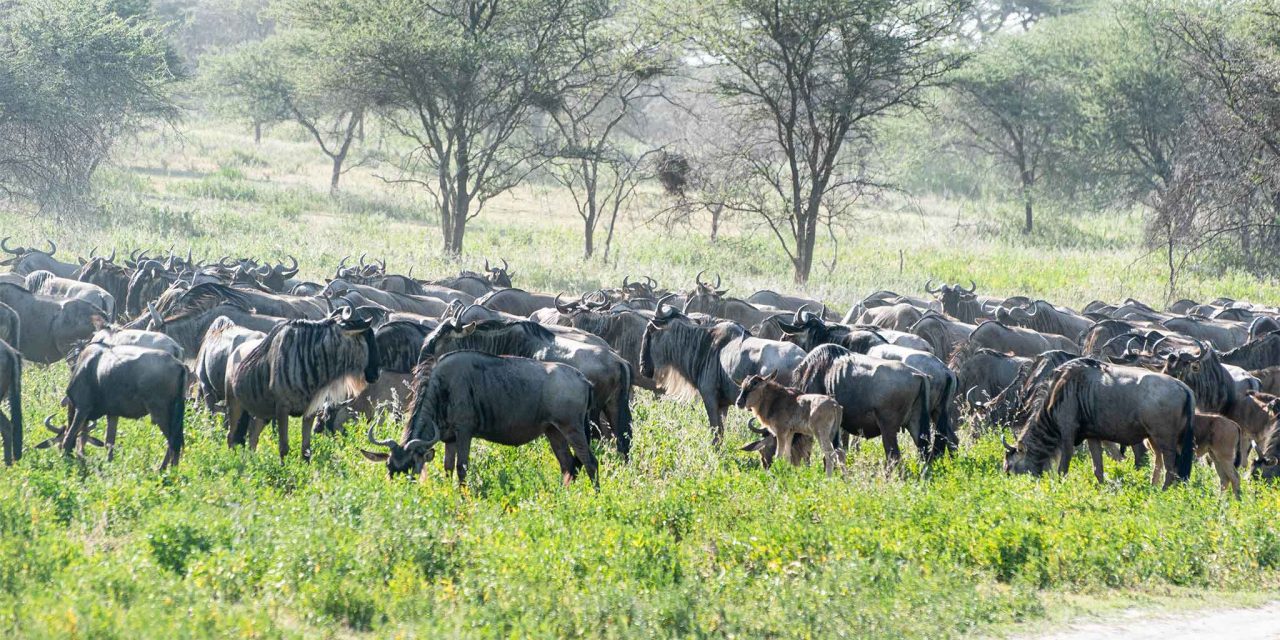 8-Day Family Fun: Serengeti Calving & Crater – Kid-Friendly Wildlife with The Woven Experience