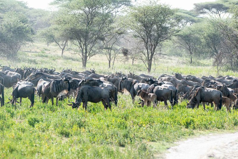 8-Day Family Fun: Serengeti Calving & Crater – Kid-Friendly Wildlife with The Woven Experience