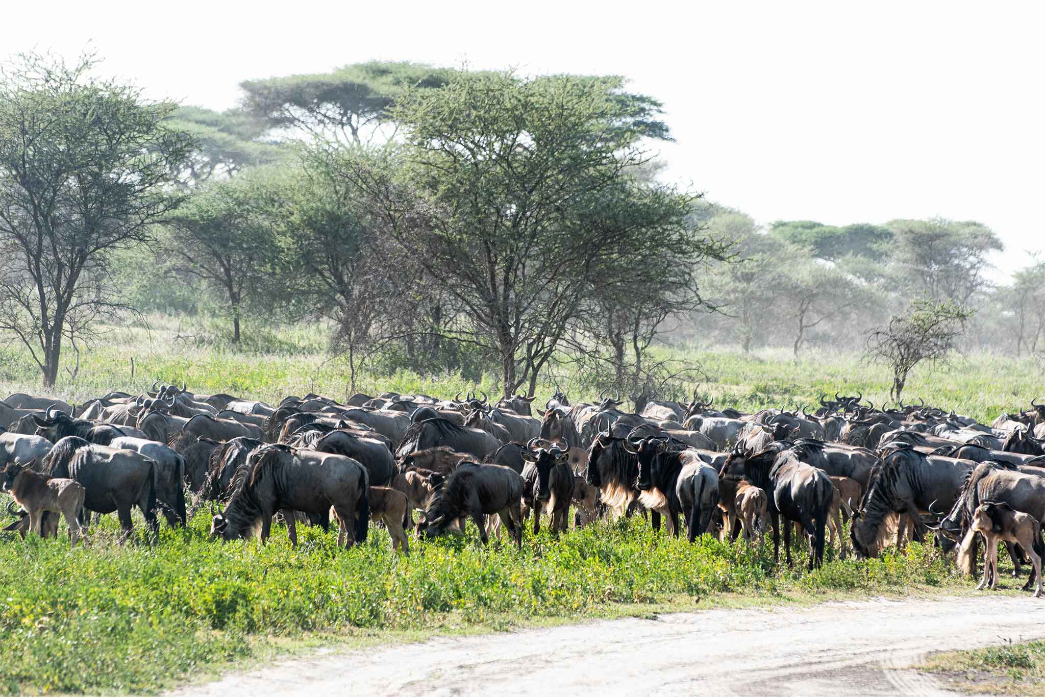 NDUTU-TWE-30 NDUTU-TWE-30