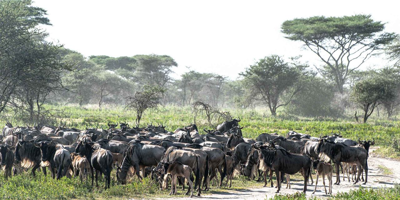 8-Day Calving Spectacle: Southern Serengeti & Ndutu – Birth Frenzy with The Woven Experience