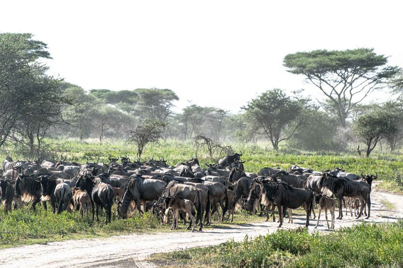 8-Day Calving Spectacle: Southern Serengeti & Ndutu – Birth Frenzy with The Woven Experience