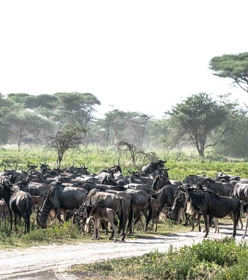 8-Day Calving Spectacle: Southern Serengeti & Ndutu – Birth Frenzy with The Woven Experience