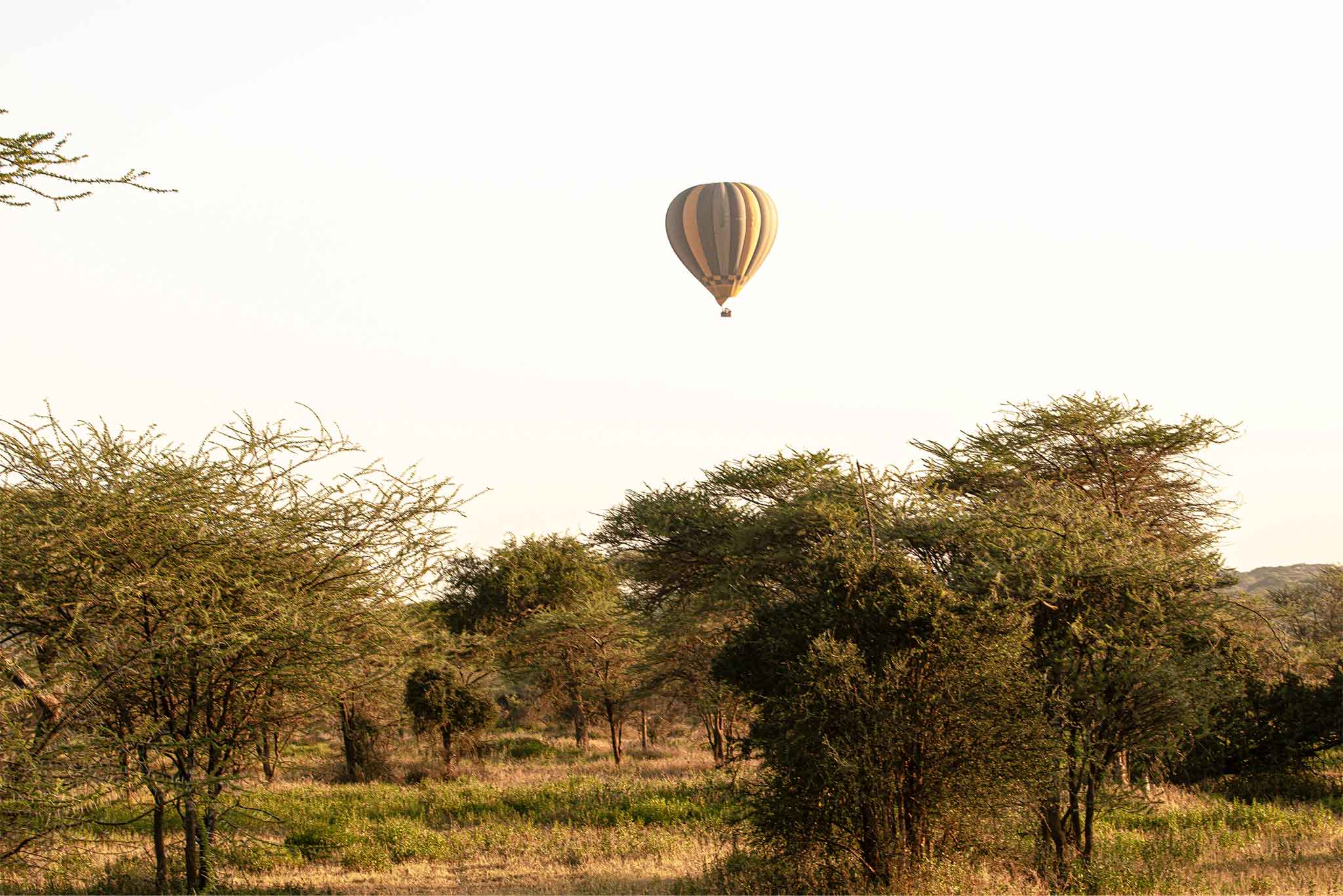 NDUTU-TWE-36 NDUTU-TWE-36