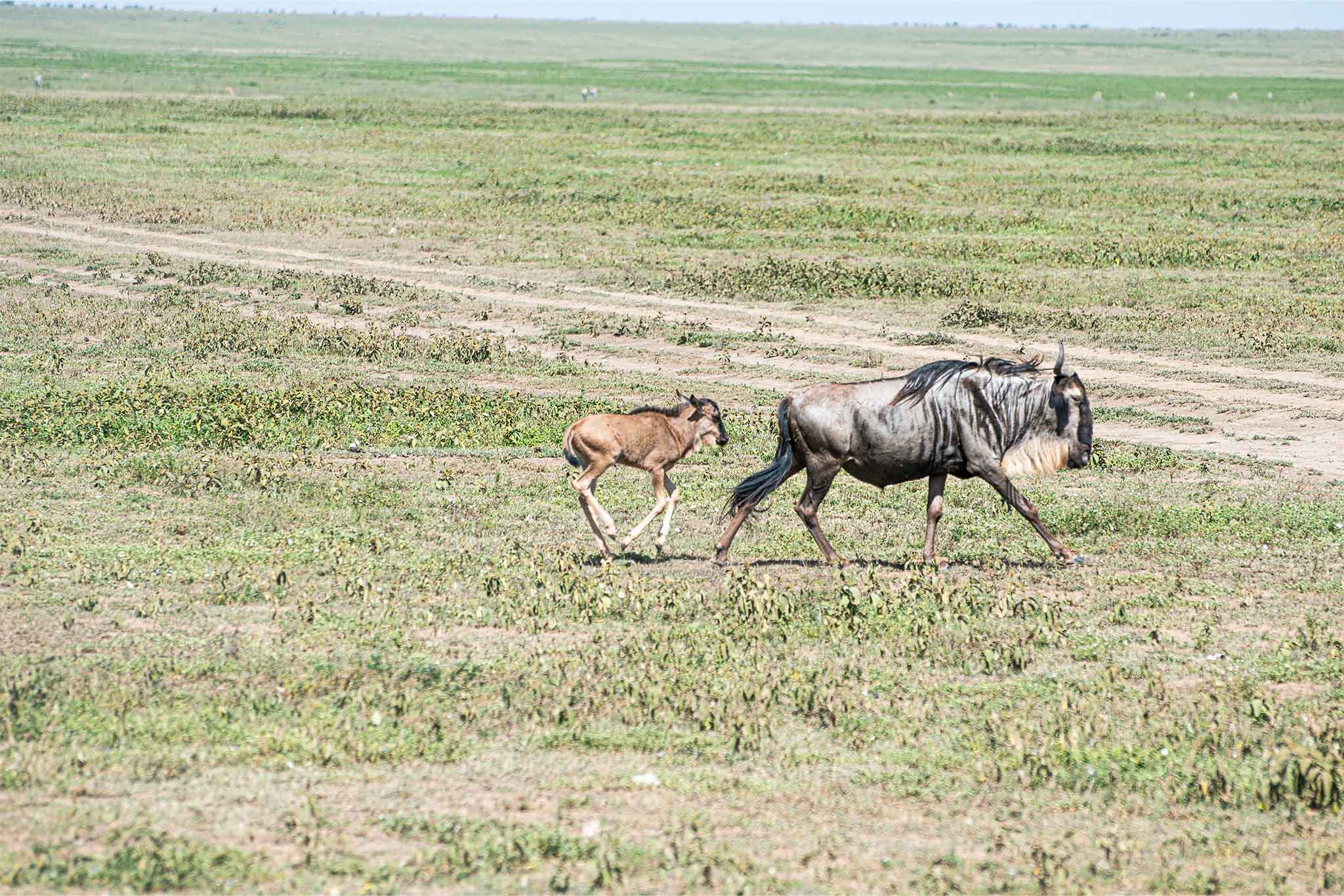 NDUTU-TWE-4 NDUTU-TWE-4