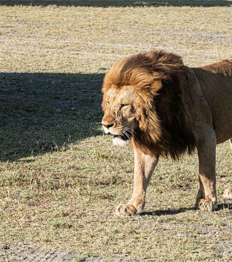 13-Day Classic Northern Circuit & Zanzibar Beach – Most Popular Luxury Combo