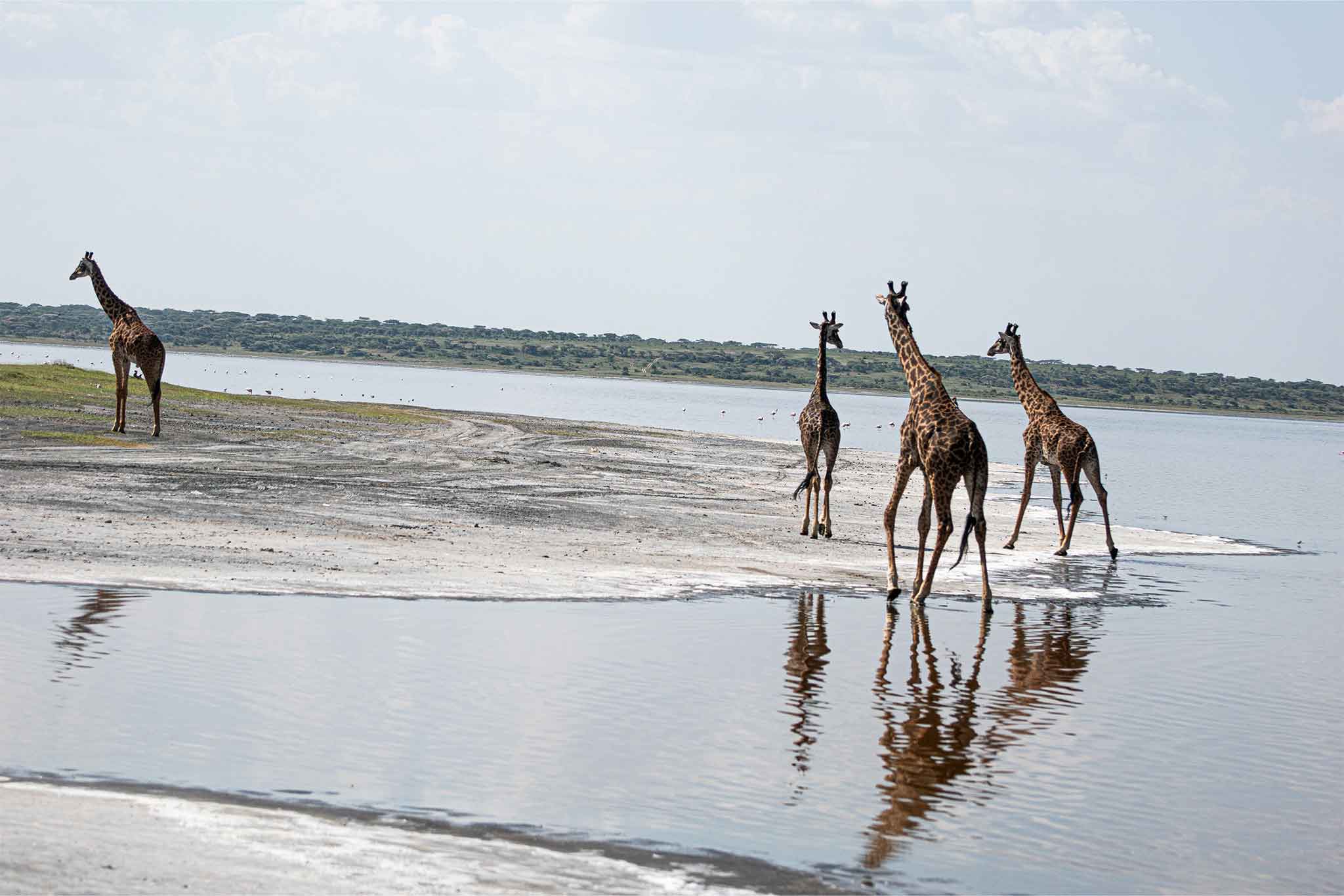 NDUTU-TWE-6 NDUTU-TWE-6