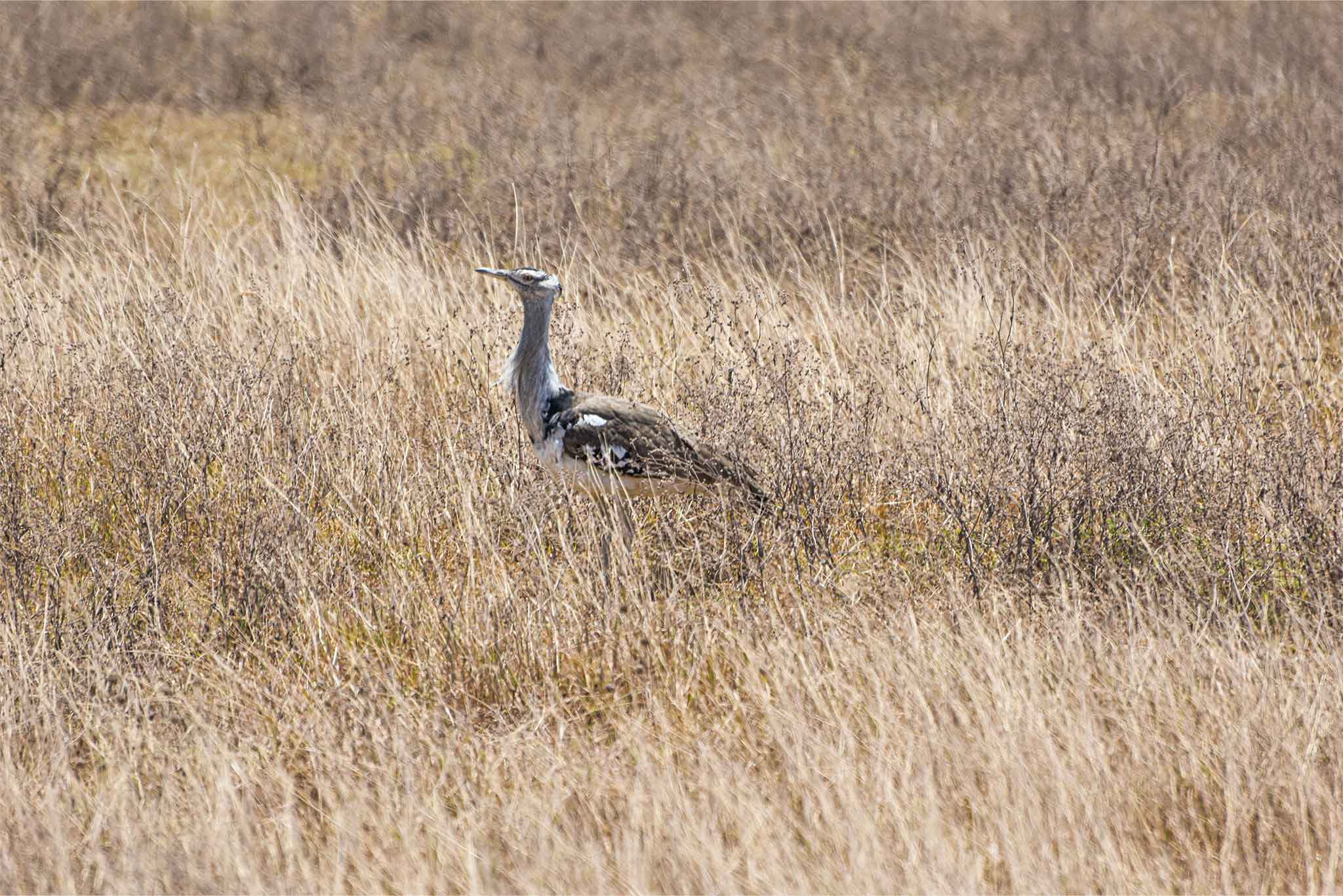 Ngorongoro-TWE-13 Ngorongoro-TWE-13