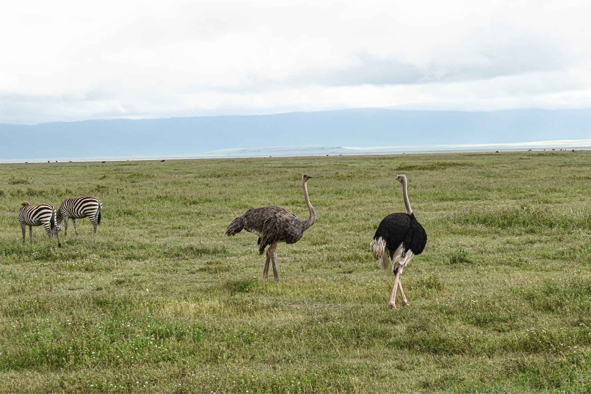 Ngorongoro-TWE-21 Ngorongoro-TWE-21