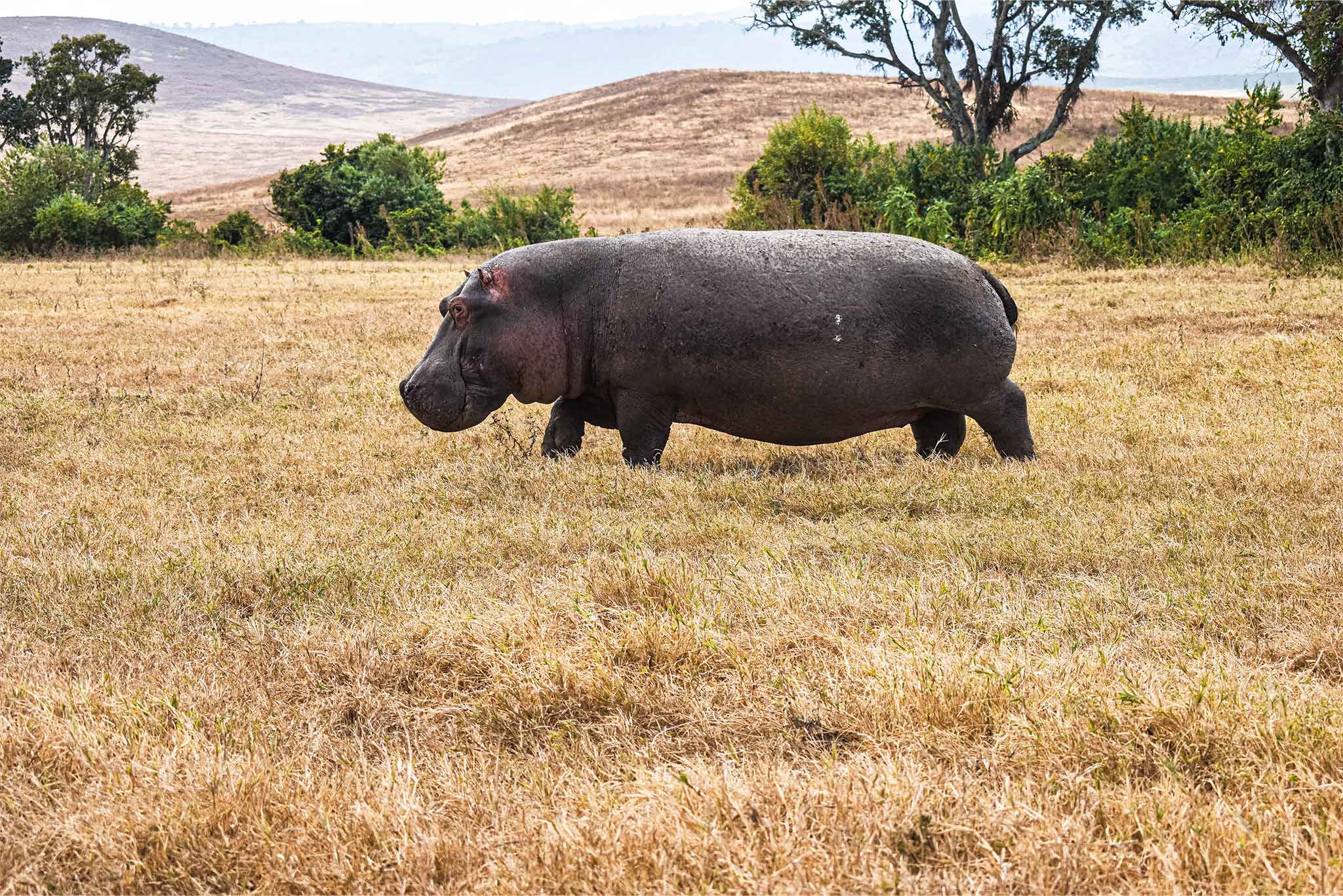 Ngorongoro-TWE-24 Ngorongoro-TWE-24