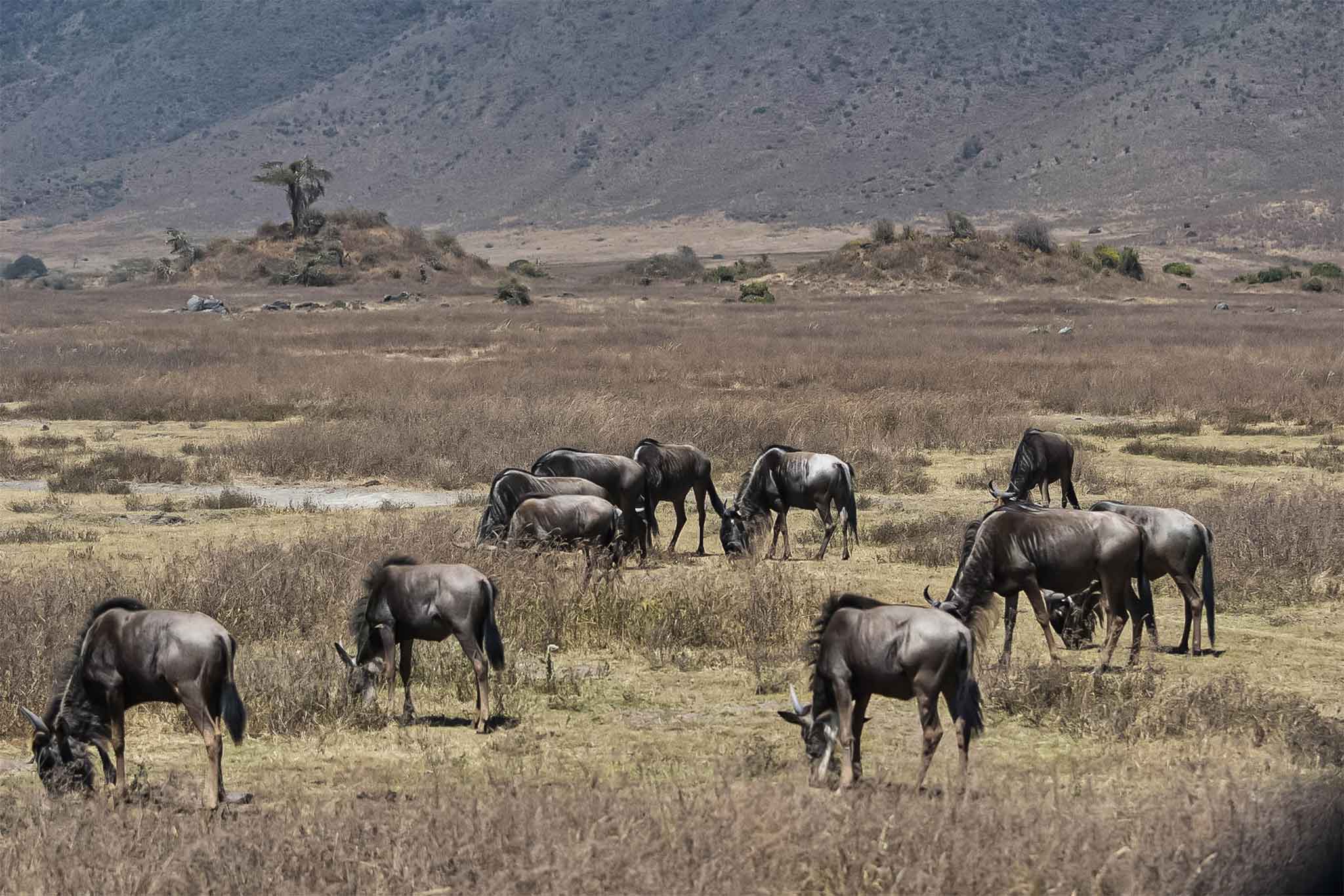Ngorongoro-TWE-4