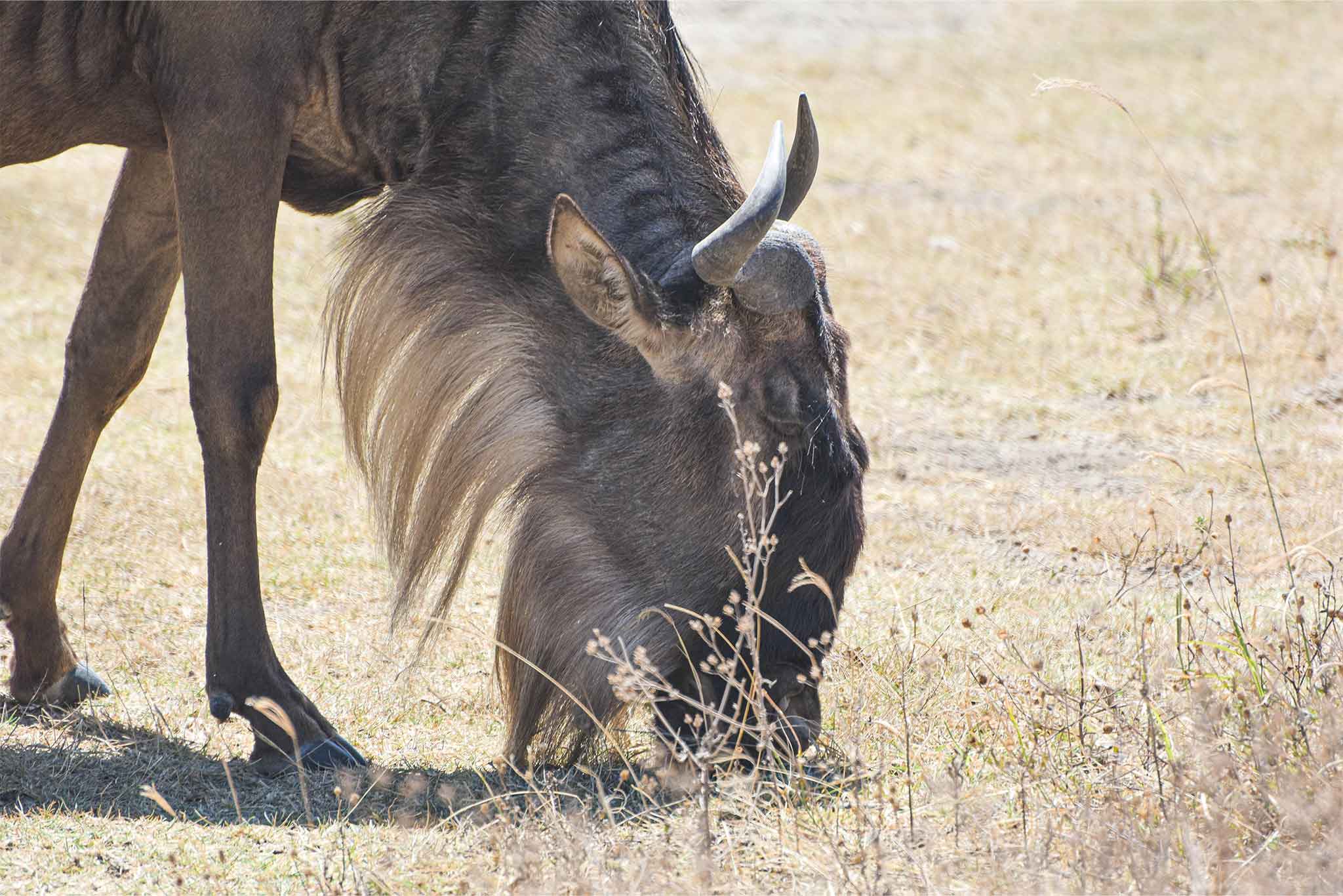 Ngorongoro-TWE-6 Ngorongoro-TWE-6