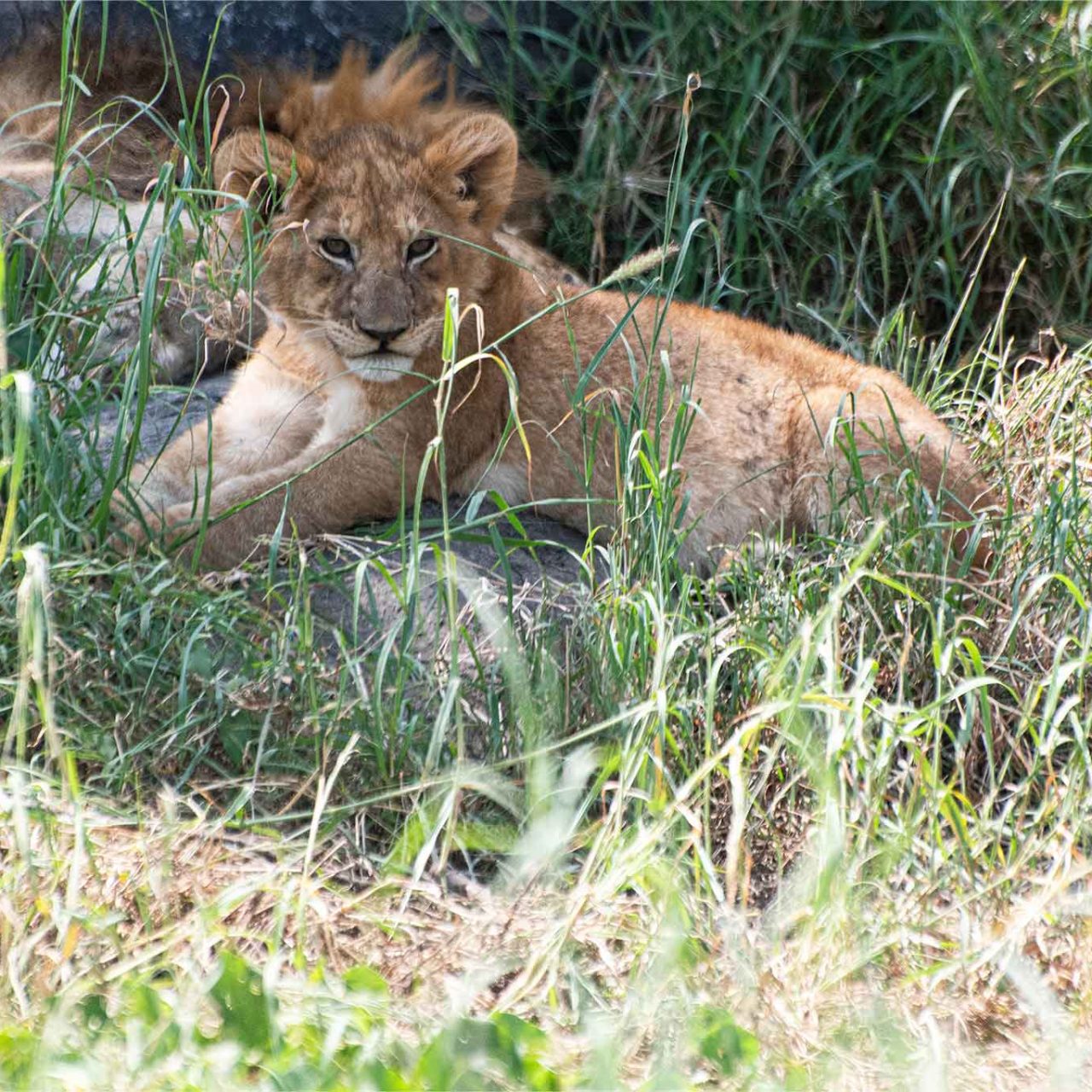 7-Day Big Five Lodges: Tarangire, Manyara, Serengeti & Ngorongoro Crater – Comfort Priority with The Woven Experience