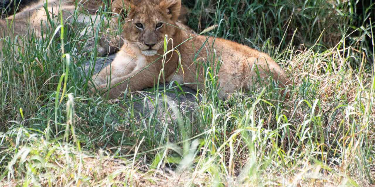 7-Day Big Five Lodges: Tarangire, Manyara, Serengeti & Ngorongoro Crater – Comfort Priority with The Woven Experience