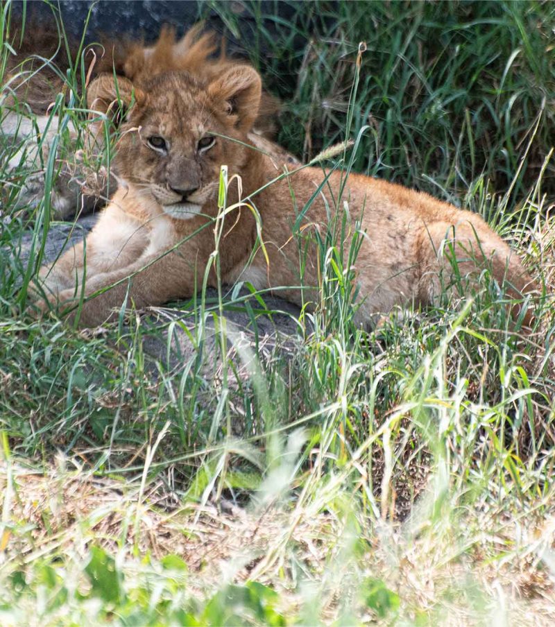 7-Day Big Five Lodges: Tarangire, Manyara, Serengeti & Ngorongoro Crater – Comfort Priority with The Woven Experience