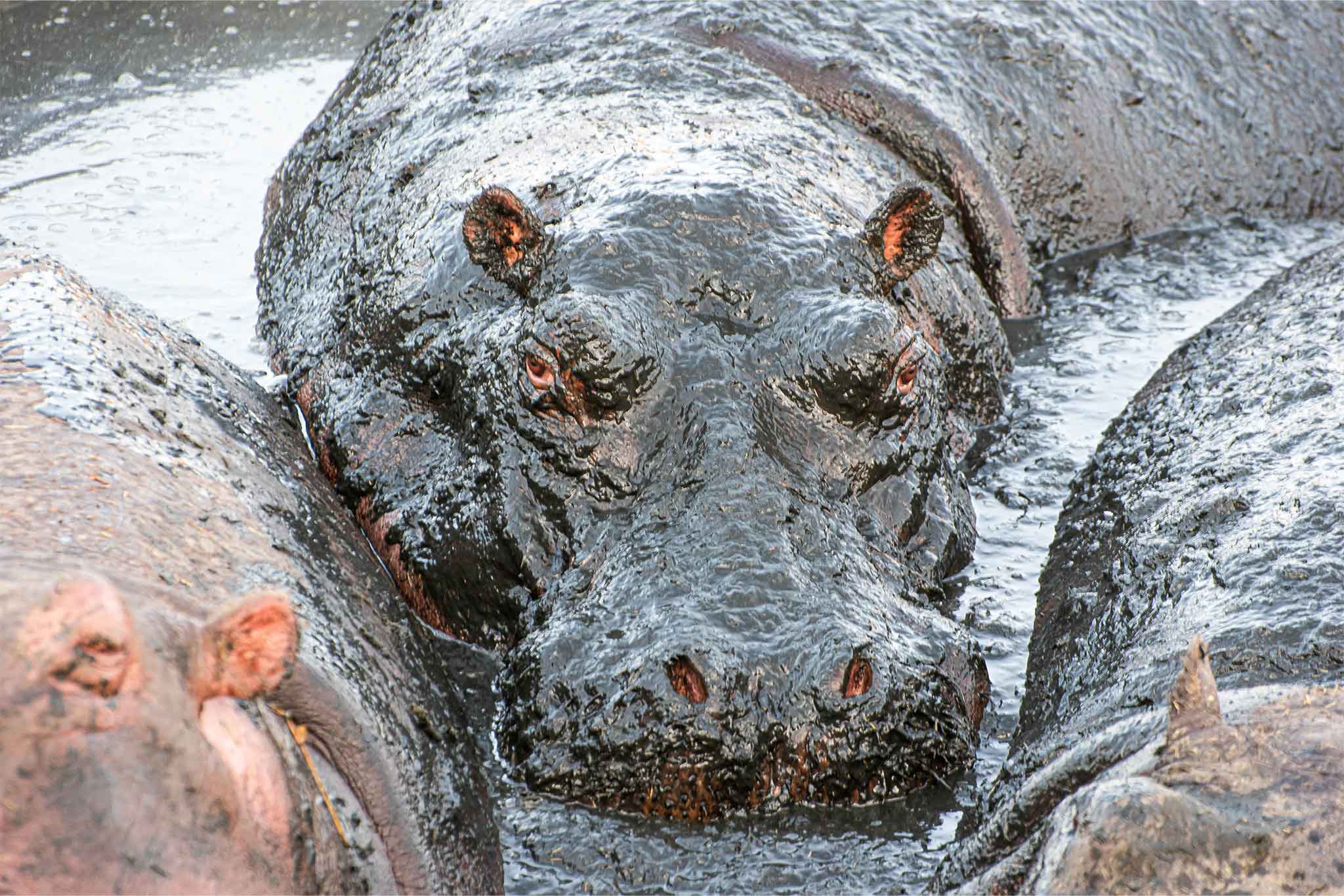 Serengeti-TWE-137 Serengeti-TWE-137