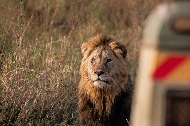 11-Day Classic Northern Circuit & Zanzibar Beach (Most Popular Luxury Combo) with The Woven Experience