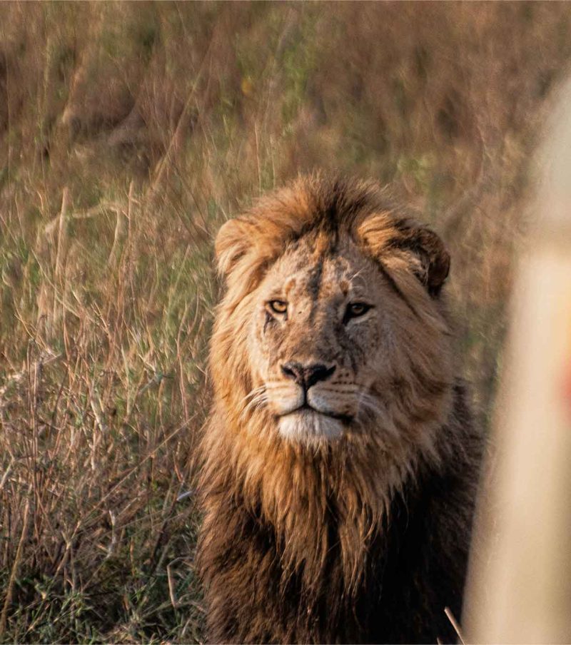 11-Day Classic Northern Circuit & Zanzibar Beach (Most Popular Luxury Combo) with The Woven Experience