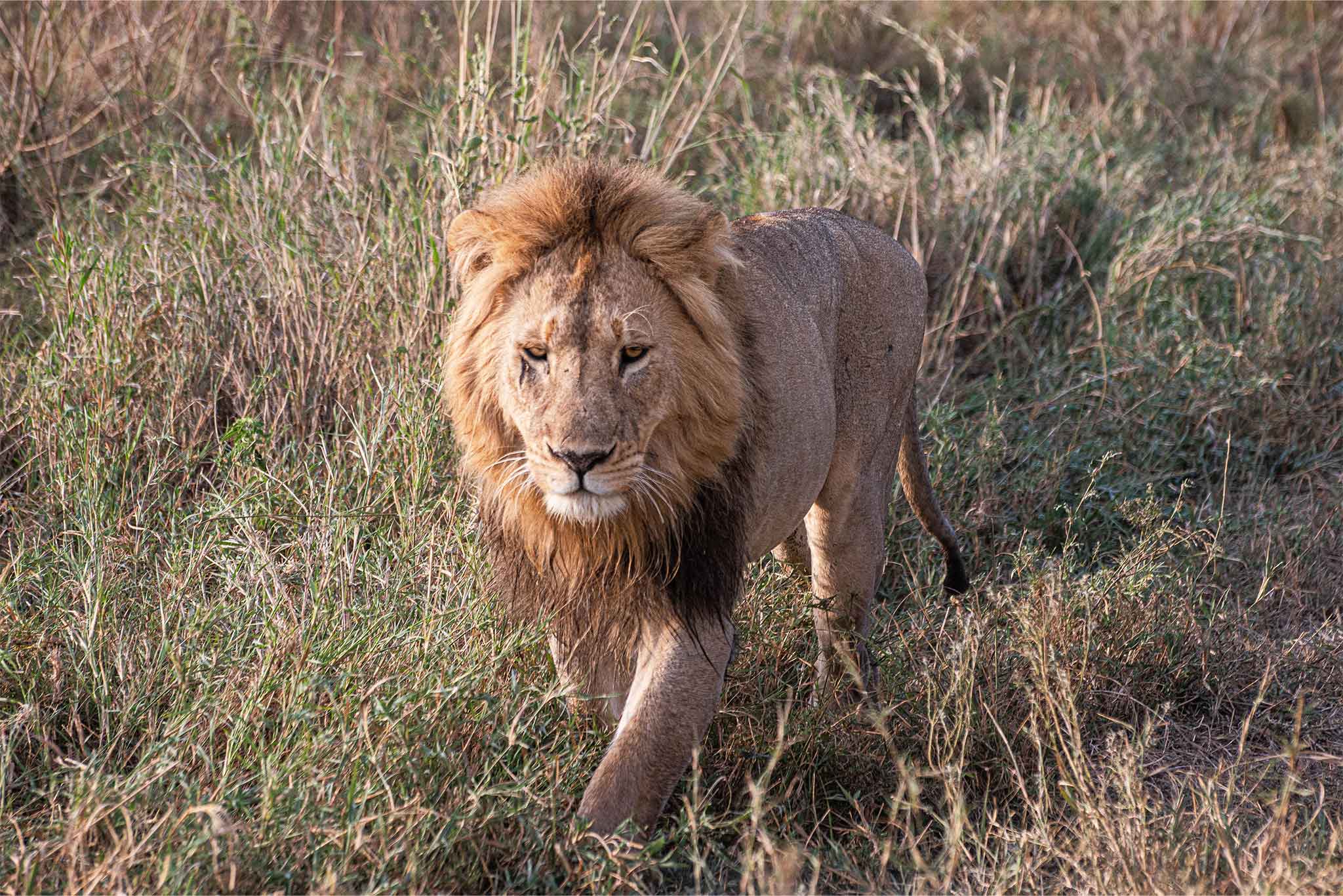 Serengeti-TWE-142 Serengeti-TWE-142