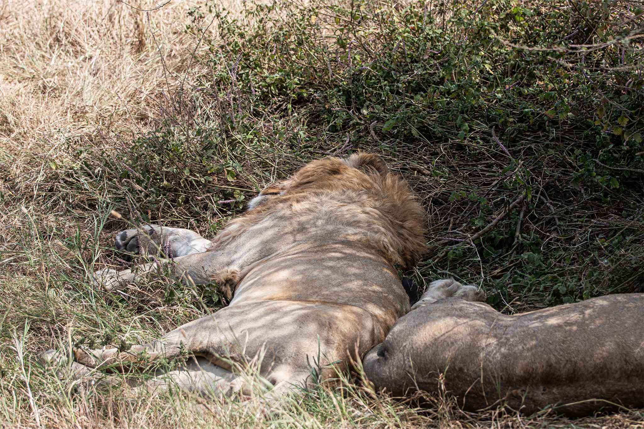 Serengeti-TWE-147 Serengeti-TWE-147