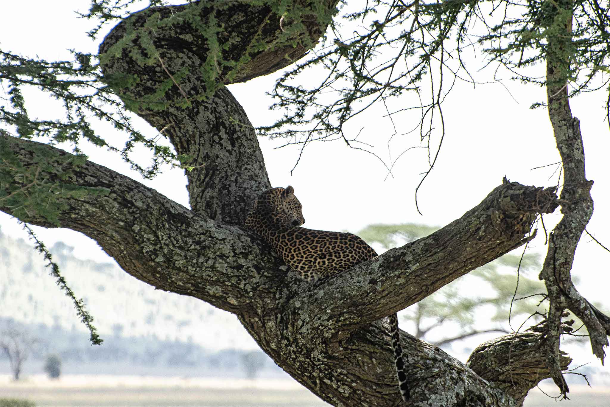 Serengeti-TWE-148 Serengeti-TWE-148