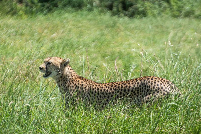 9-Day Full Circuit: Tarangire, Serengeti, Crater – Inclusive Maasai Culture with The Woven Experience