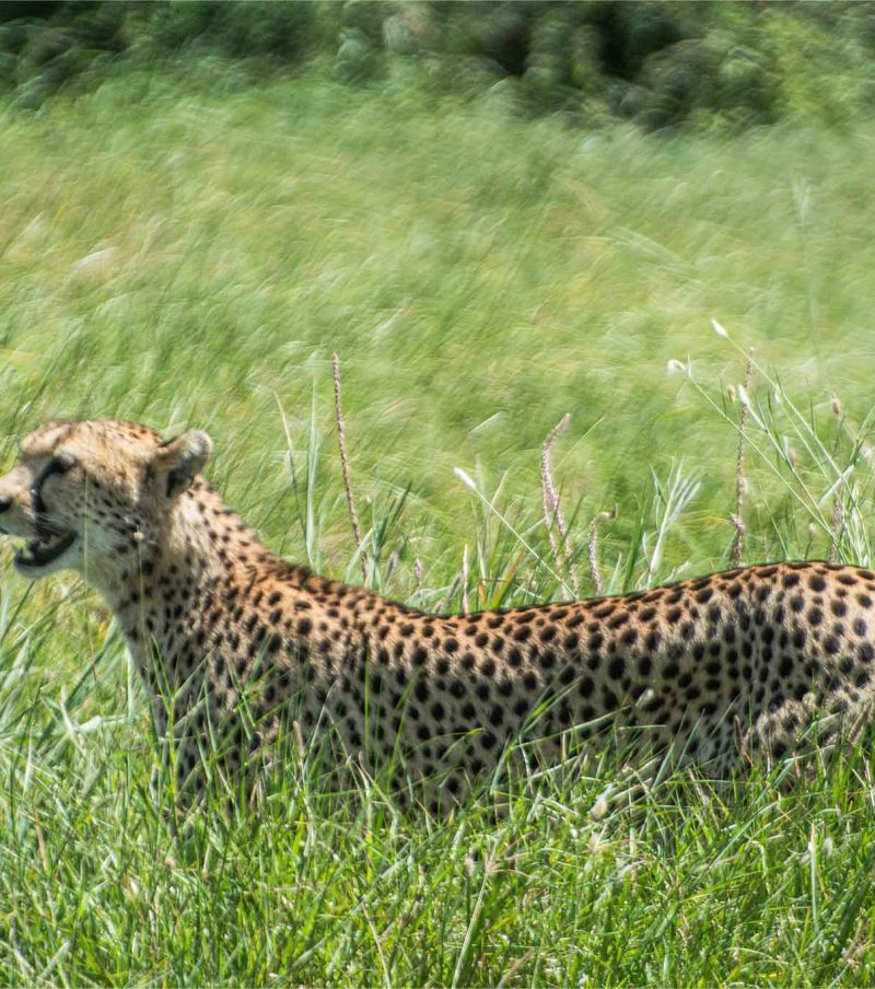 9-Day Full Circuit: Tarangire, Serengeti, Crater – Inclusive Maasai Culture with The Woven Experience