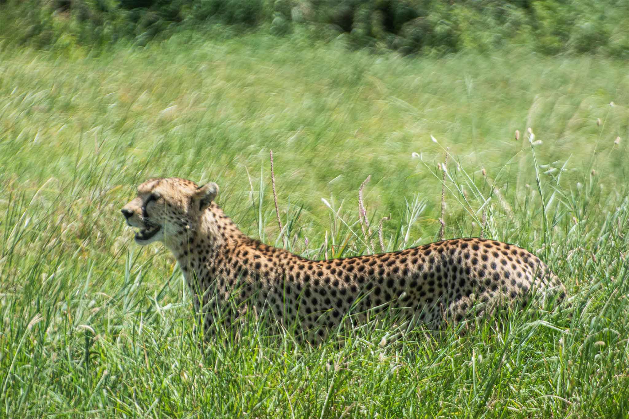 Serengeti-TWE-149 Serengeti-TWE-149