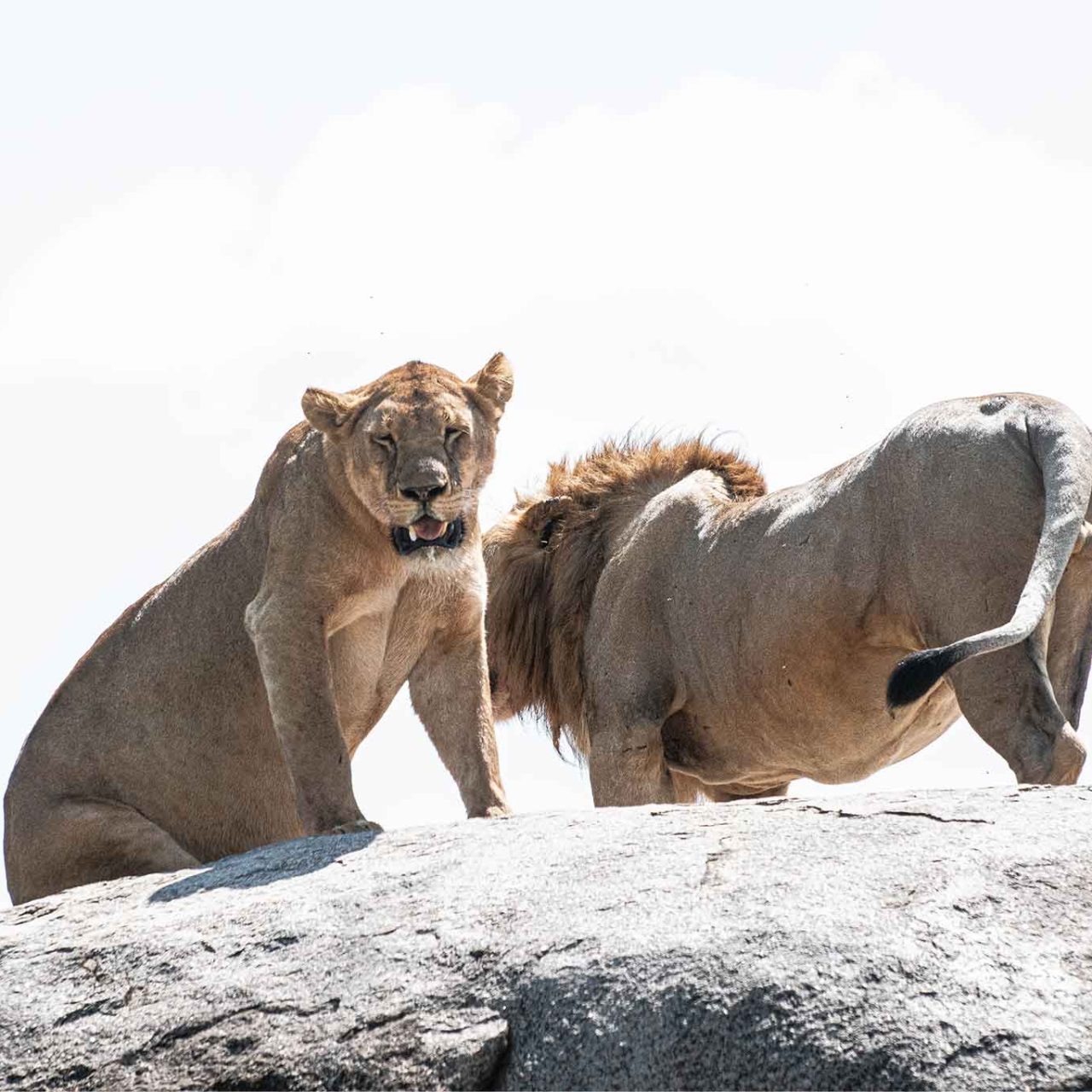 4-Day Budget Fly-In Migration River Crossing Safari: Northern Serengeti with The Woven Experience