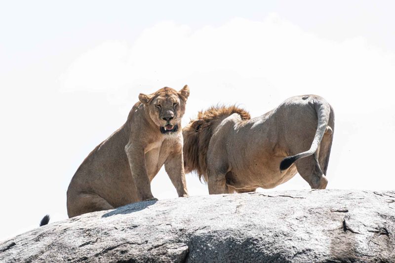 4-Day Budget Fly-In Migration River Crossing Safari: Northern Serengeti with The Woven Experience