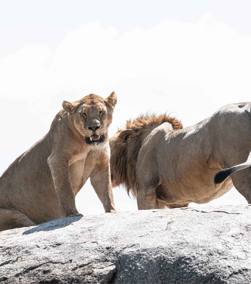 4-Day Budget Fly-In Migration River Crossing Safari: Northern Serengeti with The Woven Experience