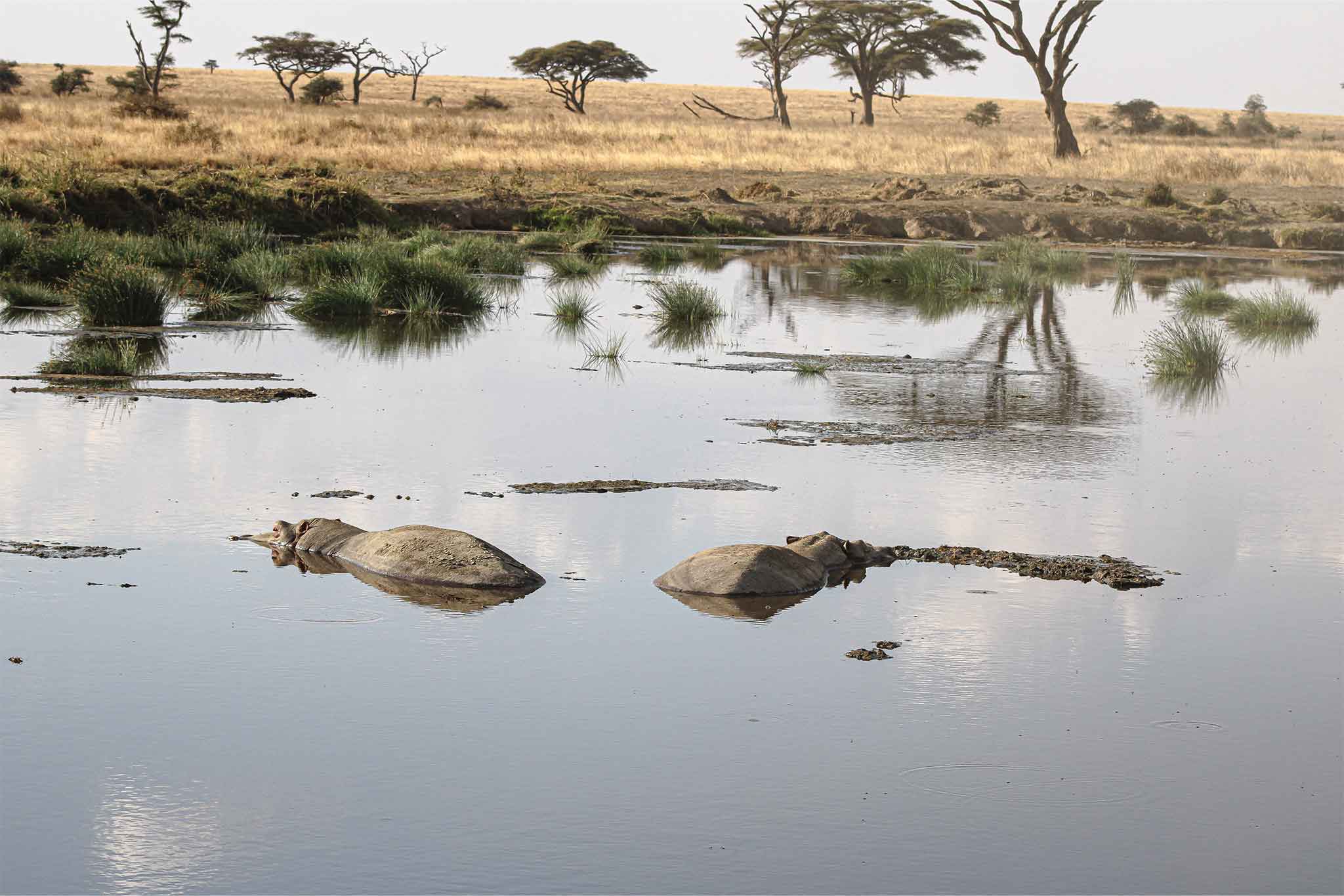 Serengeti-TWE-39 Serengeti-TWE-39