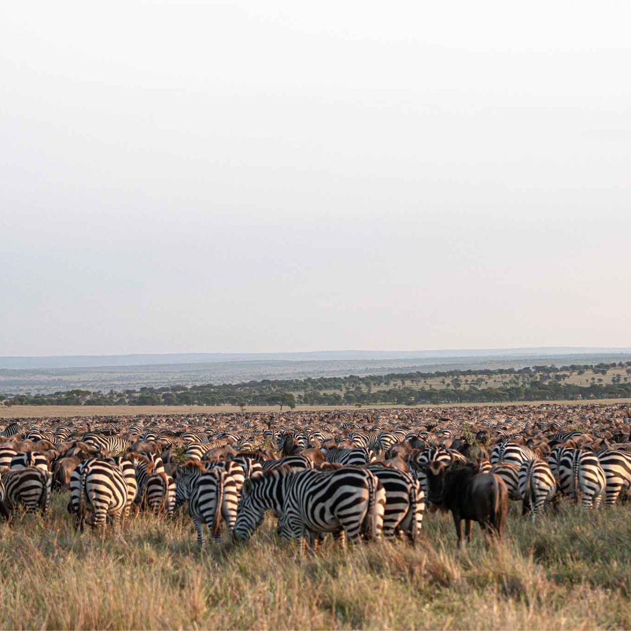 4 Day Budget Classic: Tarangire, Serengeti & Crater – Value Migration Preview with The Woven Experience