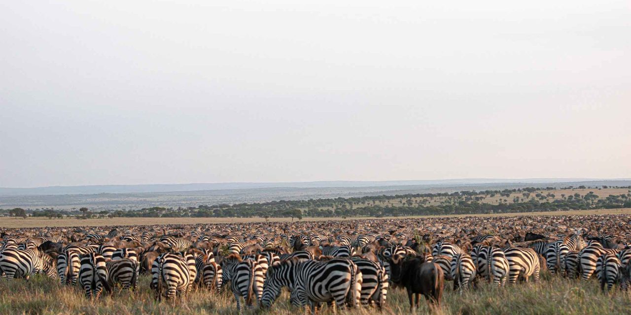 4 Day Budget Classic: Tarangire, Serengeti & Crater – Value Migration Preview with The Woven Experience