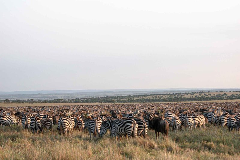 4 Day Budget Classic: Tarangire, Serengeti & Crater – Value Migration Preview with The Woven Experience