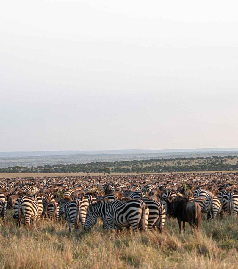 4 Day Budget Classic: Tarangire, Serengeti & Crater – Value Migration Preview with The Woven Experience