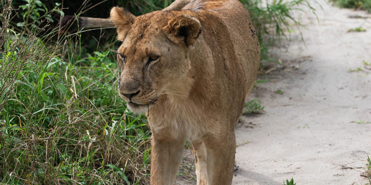 3-Day Tanzania Budget Camping Safari